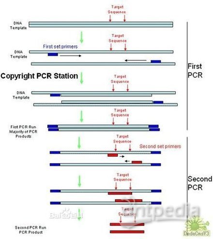 PCR扩增仪操作过程及步骤详解