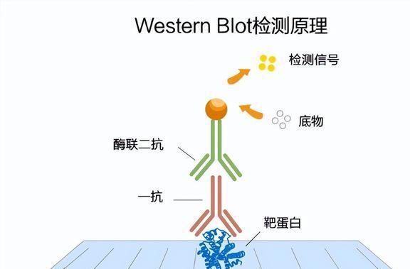 碳水化合物结合模块，理解其在生物化学中的重要性与应用