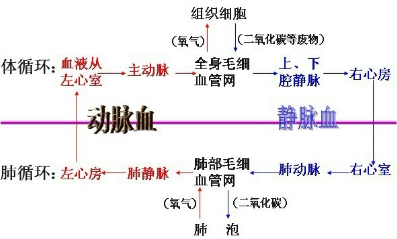 烟嘴的成分及其相关知识介绍